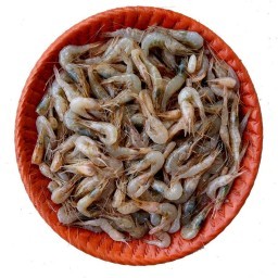 GURA SHRIMP