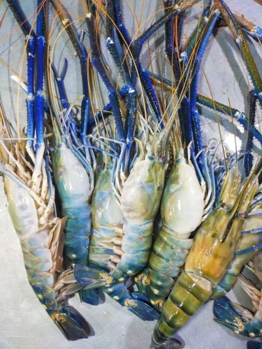 SHRIMP (GOLDA) WITH HEAD