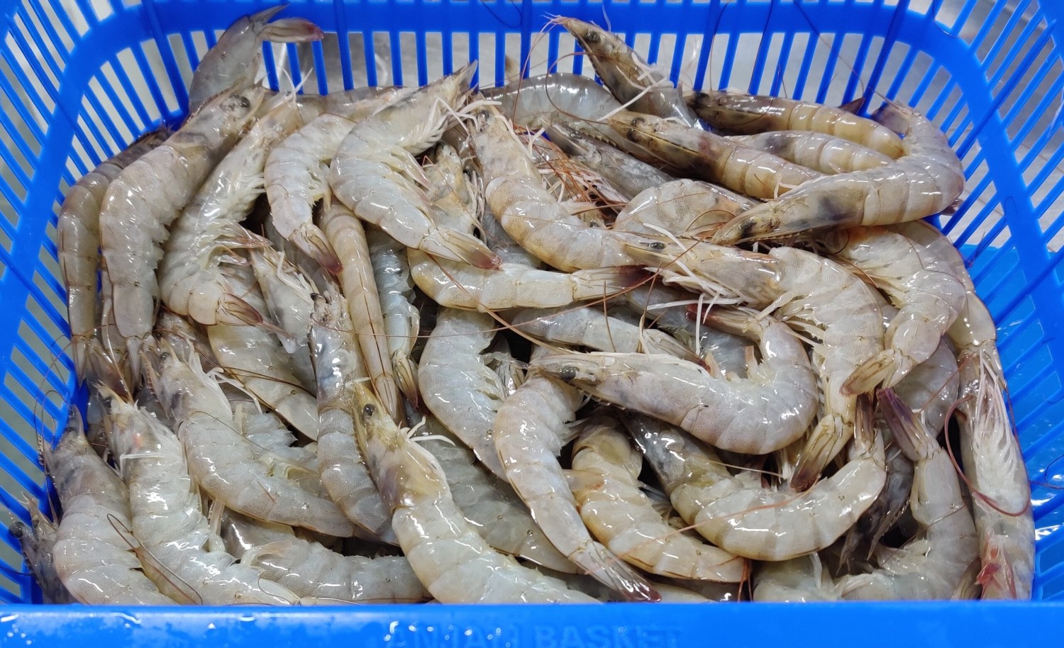 80/100 SHRIMP WITH HEAD 4LB